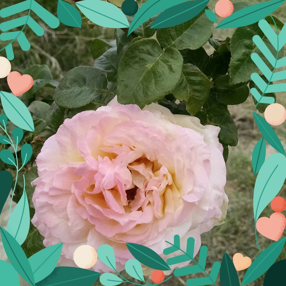 Meet your Posher, Linda